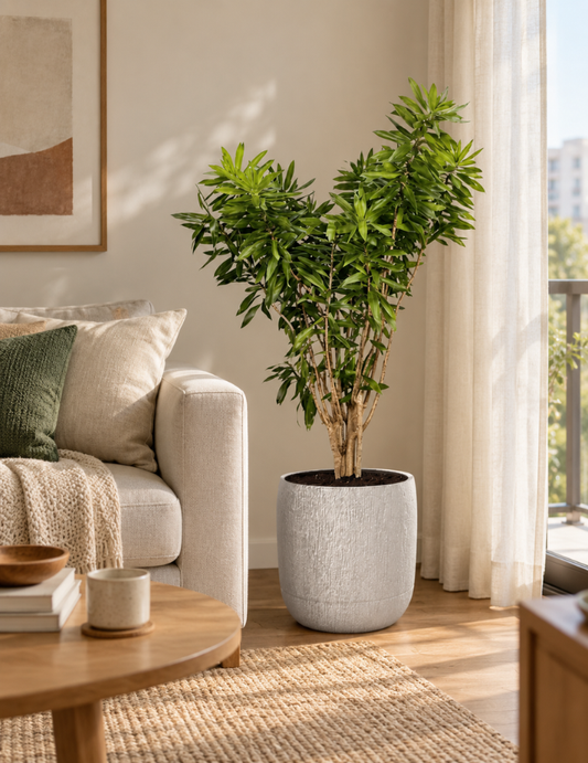 Dracena Pleomele Verde