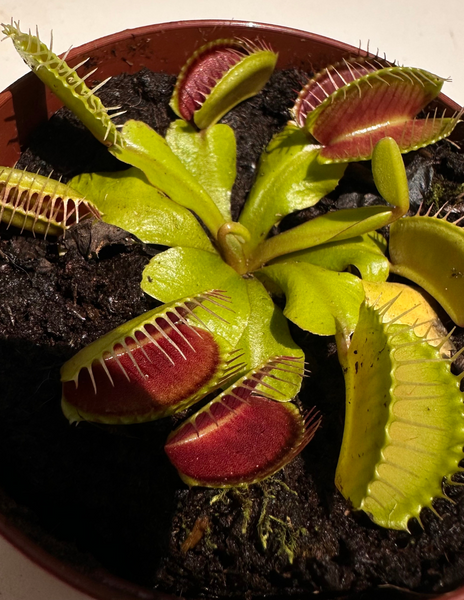 Dionea Carnívora (Vênus Flytrap) – Nordic Green