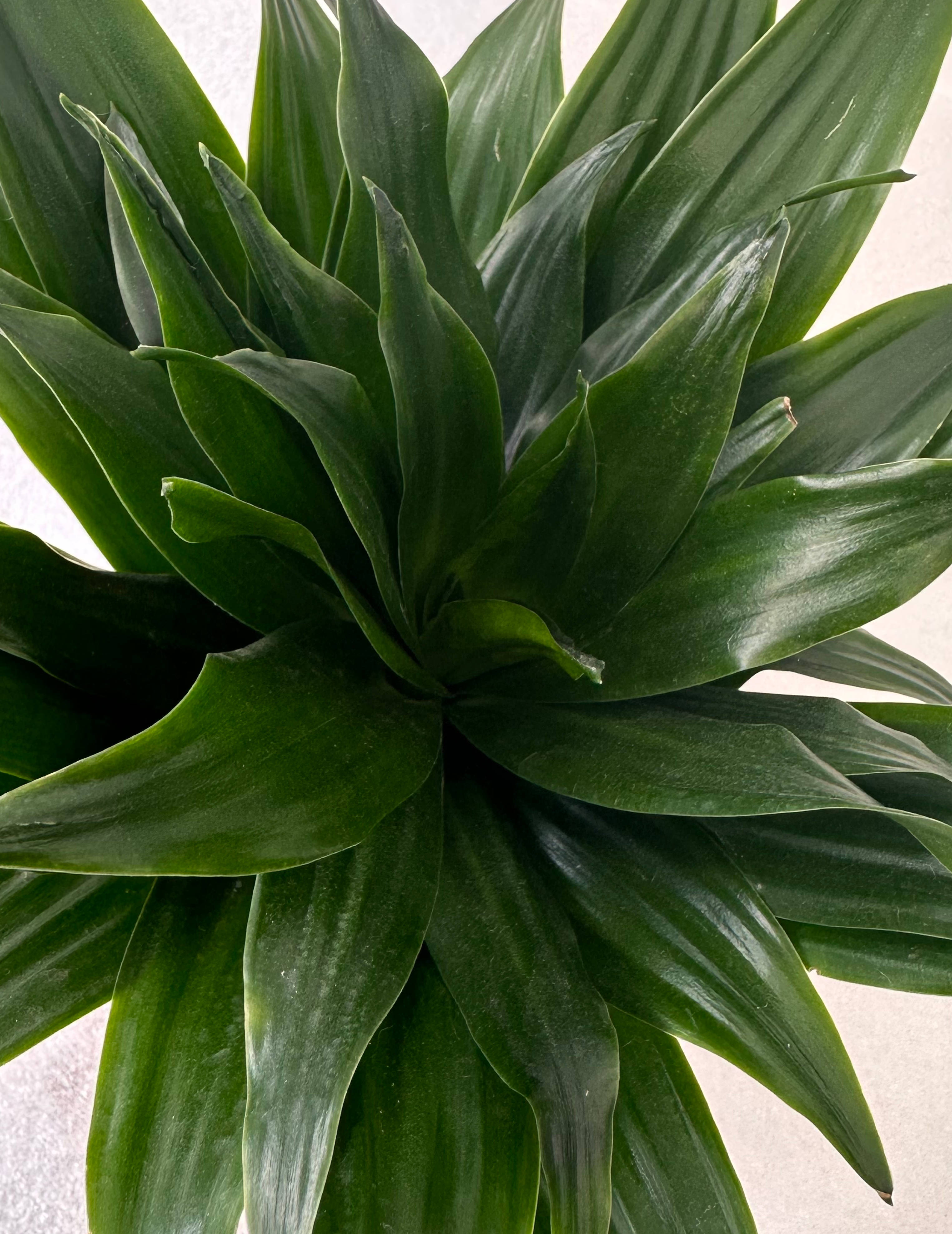 Dracena Compacta: minimalismo e beleza natural – Nordic Green