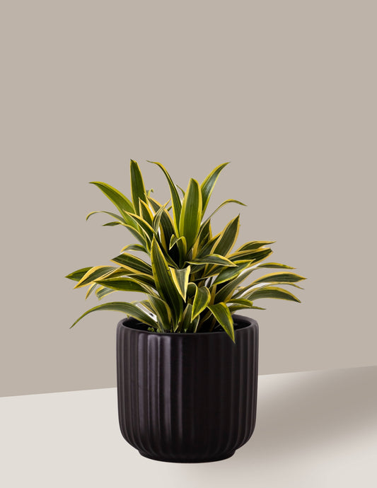 Dracena Reflexa