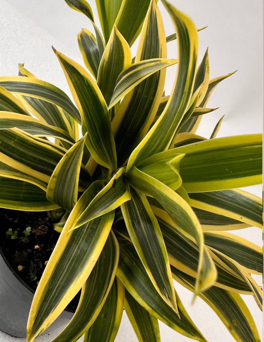 Dracena Reflexa