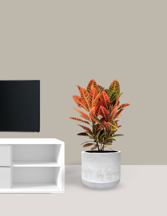 Croton Grande no Vaso Ran