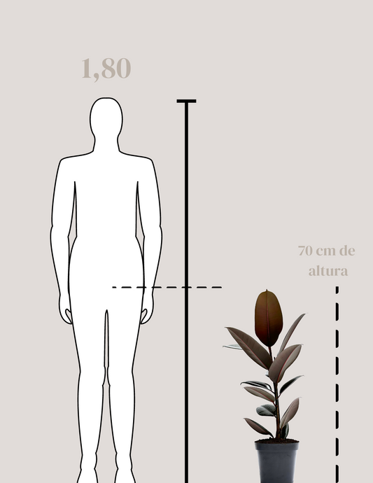 Fícus Elástica Grande