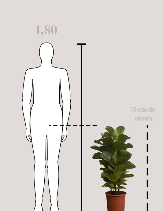Fícus Lyrata Grande