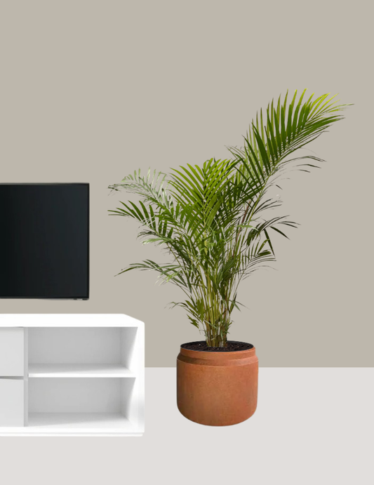 Palmeira Areca Bambu Adulta