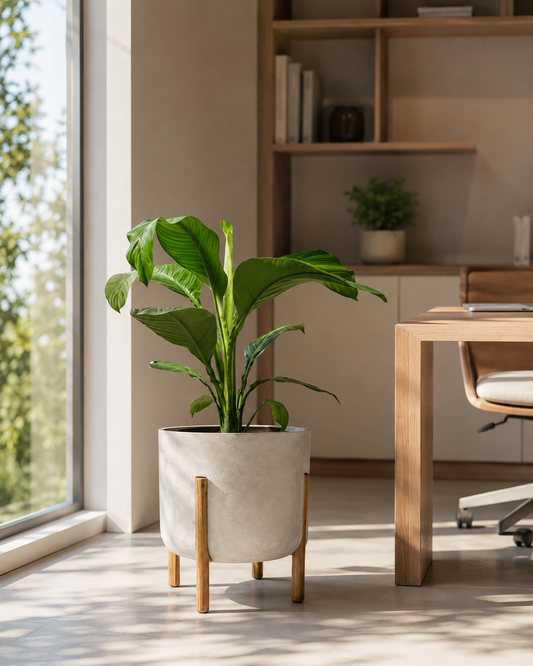 Lirio-da-Paz Grande - Spathiphyllum sensation