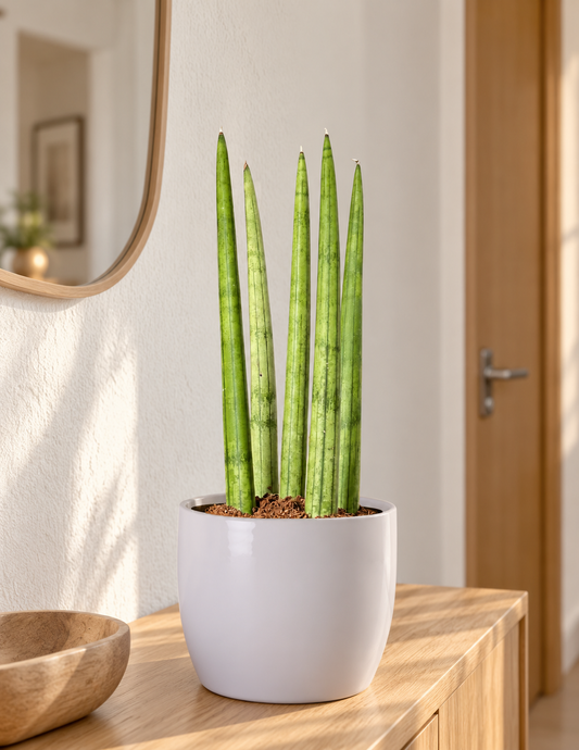 Lança-De-São-Jorge Reta - Sansevieria Cylindrica