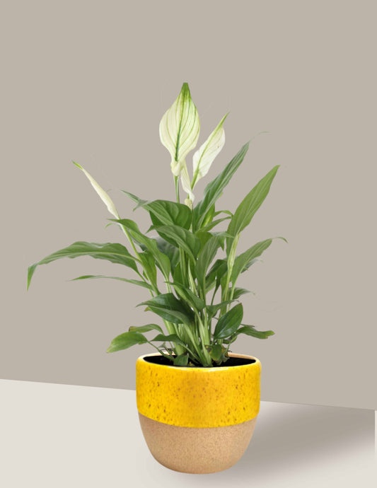 Lírio-Da-Paz - Spathiphyllum
