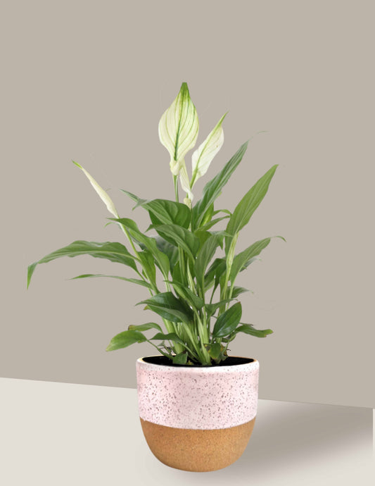 Lírio-Da-Paz - Spathiphyllum