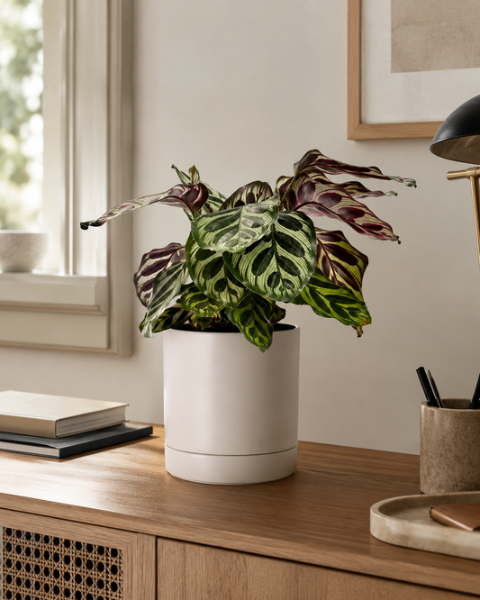 Maranta Pavão - Calathea Makoyana