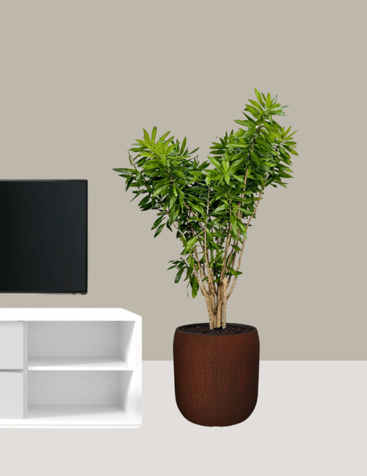 Dracena Pleomele Verde
