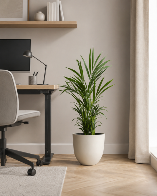 Palmeira Areca Bambu com Vaso Runa
