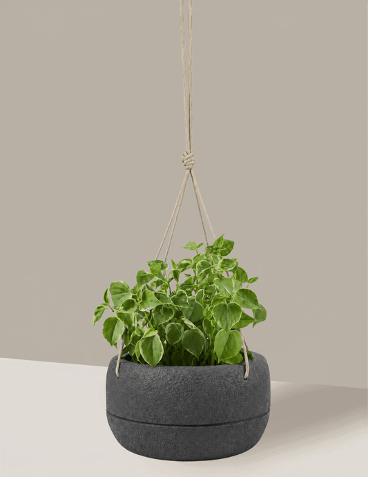 Peperomia Scandens - Vaso Oma Suspenso