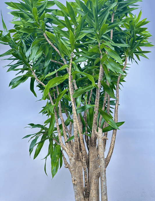 Dracena Pleomele Verde