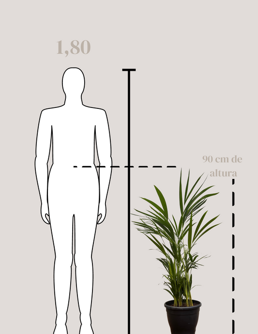 Palmeira Areca Bambu Grande
