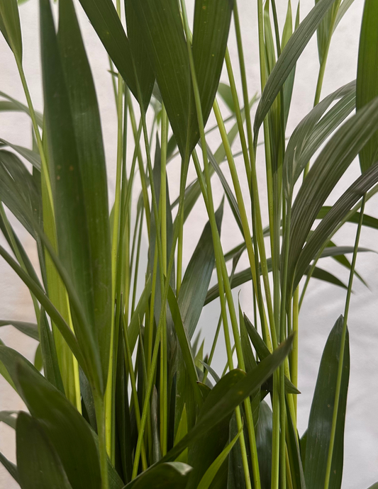 Palmeira Areca Bambu Grande