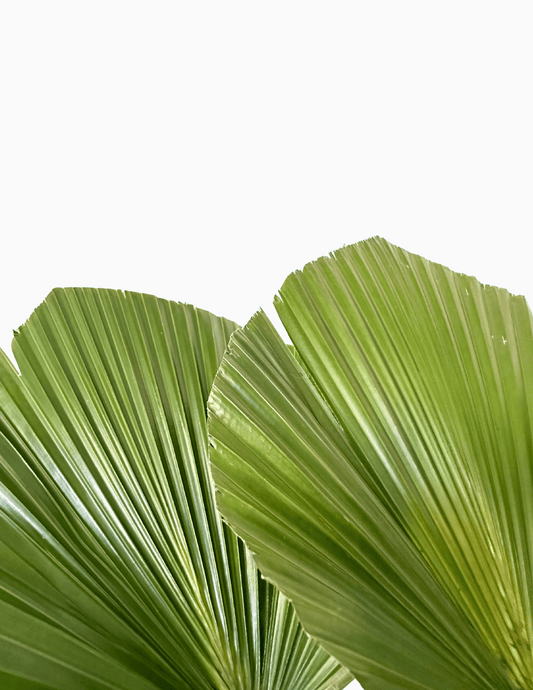 Palmeira Leque em Vaso de Vidro