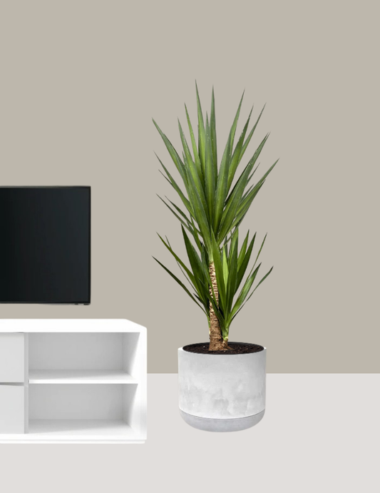 Yucca elephantipes