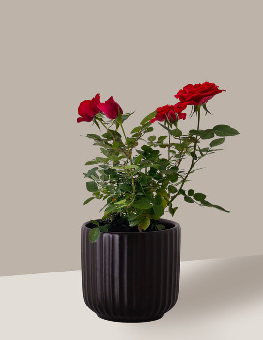 Roseira Mini