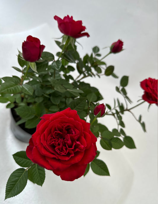 Roseira Mini