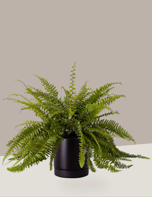Samambaia Americana