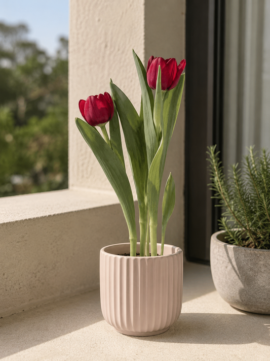 Tulipa