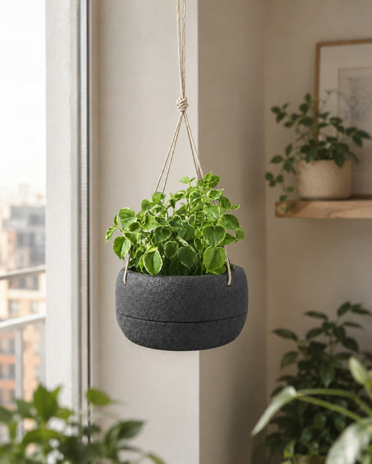 Peperomia Scandens - Vaso Oma Suspenso