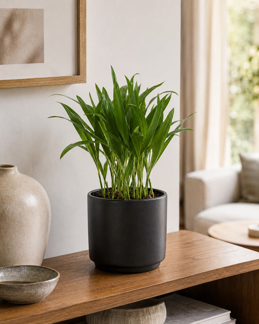Areca Bambu