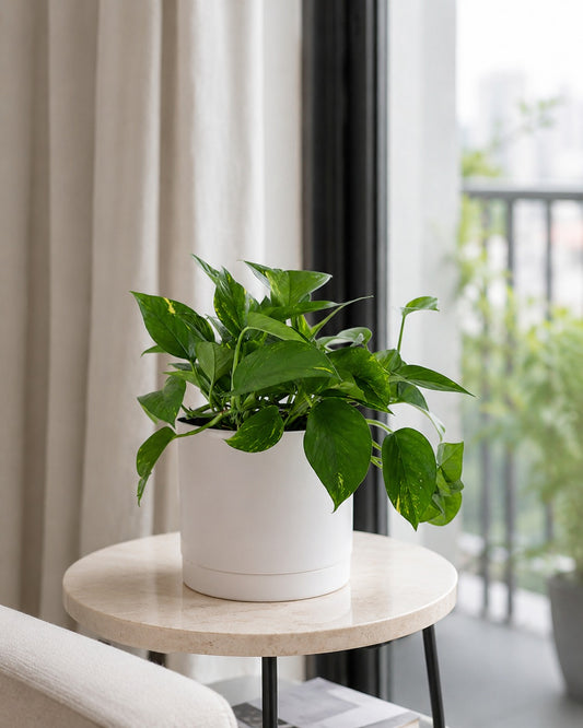 Jiboia Verde