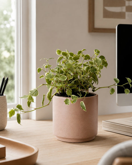 Peperomia Scandens