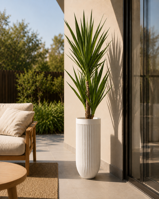Yucca elephantipes