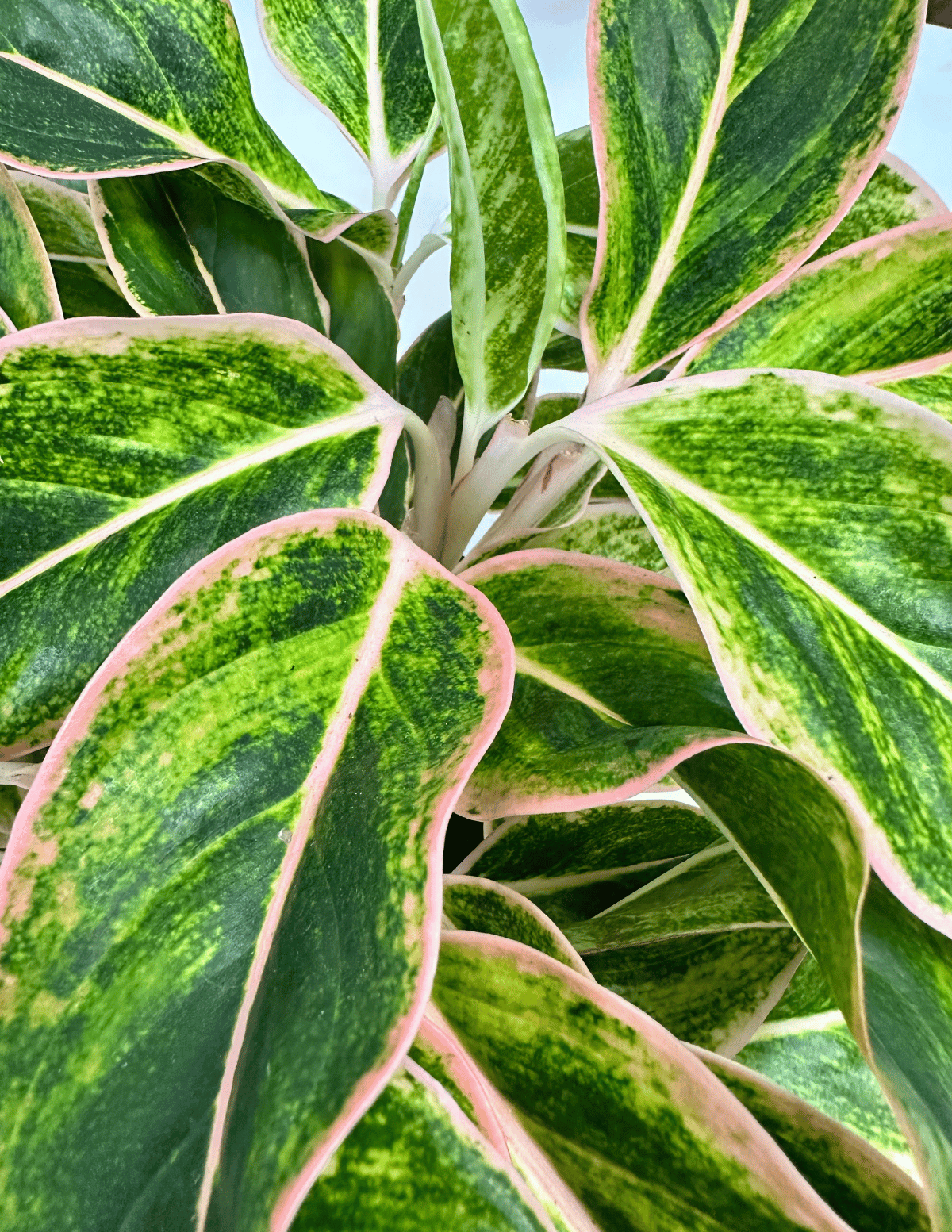 aglaonema pink aurora Aglaonema Pink Aurora: cor e vida no ambiente