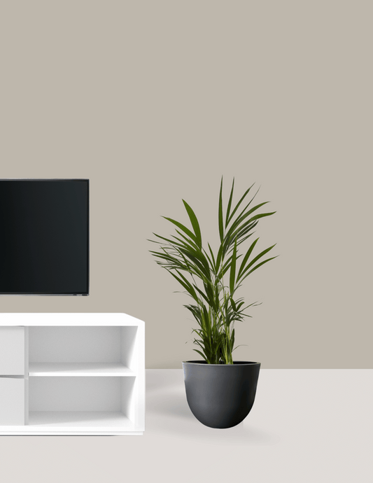 Palmeira Areca Bambu com Vaso Runa