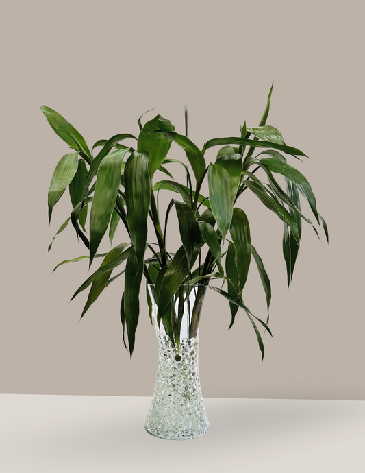 Bambu-da-sorte em Vaso de Vidro (hastes 60cm)