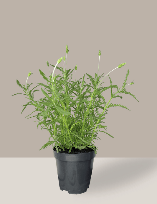 Lavanda