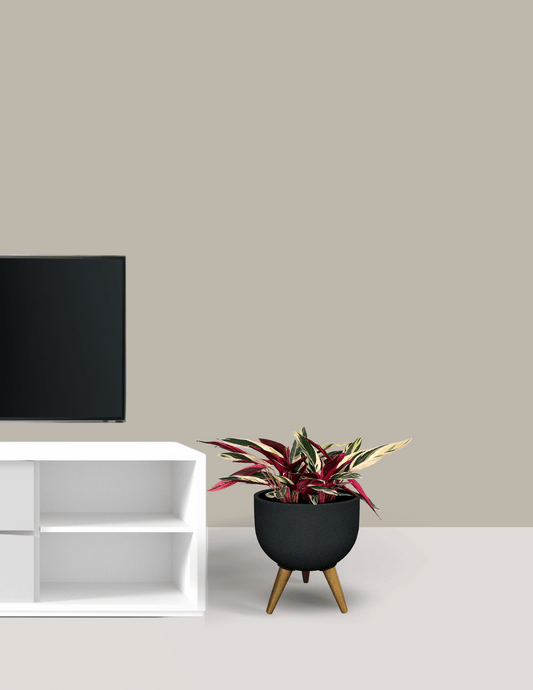 Maranta Tricolor com Vaso Loki