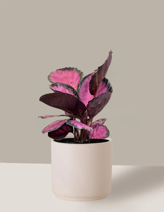 Calathea Roseopicta