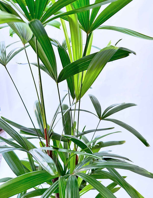 Palmeira Ráfia Grande