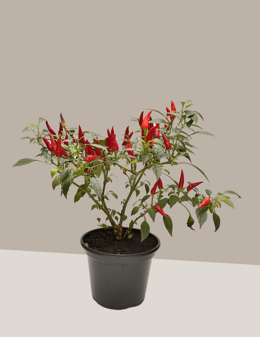 Pimenta Malagueta
