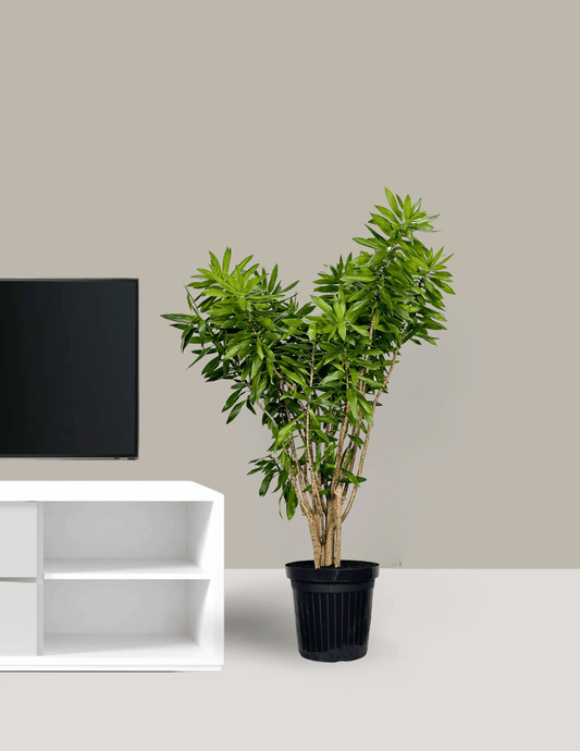 Dracena Pleomele Verde