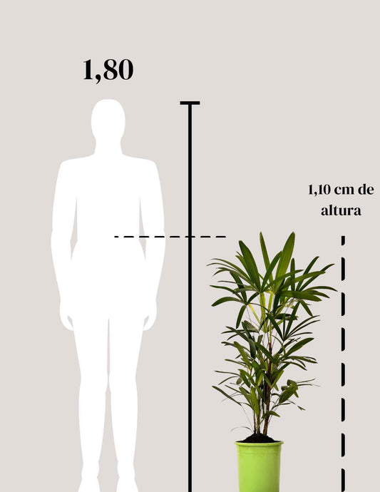 Palmeira Ráfia Grande com Vaso