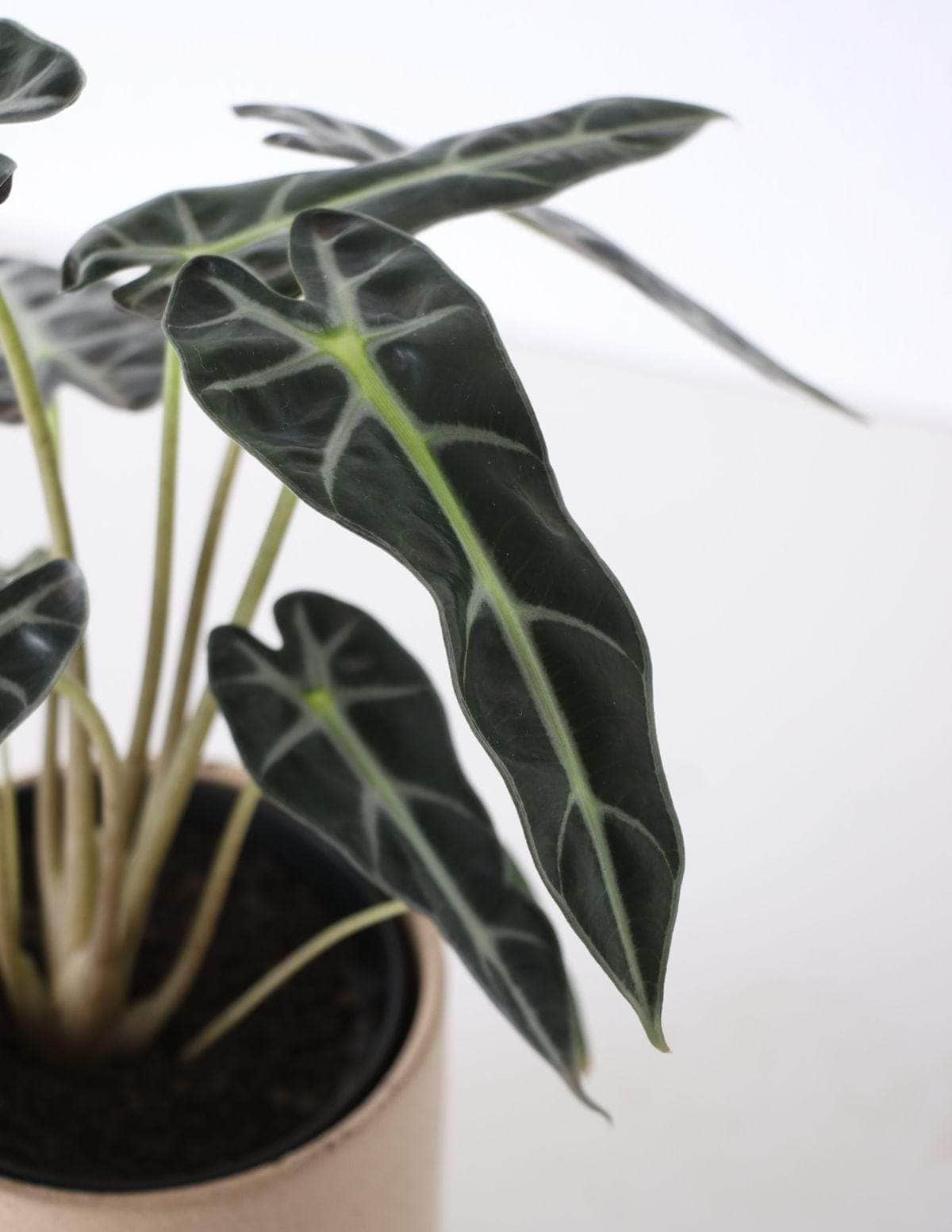 Alocasia Piccolini Cara-de-burro Alocasia amazônica