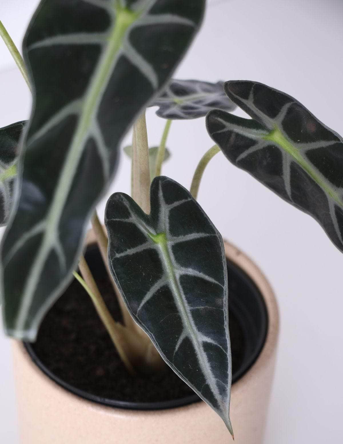 Alocasia Piccolini Cara-de-burro Alocasia amazônica