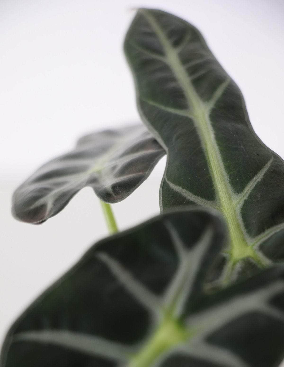 Alocasia Piccolini Cara-de-burro Alocasia amazônica