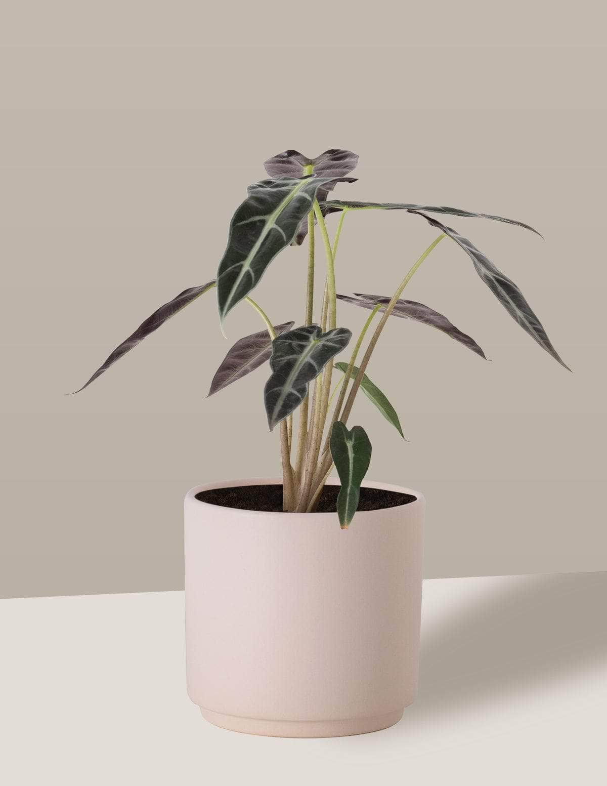 Alocasia Piccolini Cara-de-burro Alocasia amazônica / Odin Cachepô / Pequeno / Creme Vaso Cachepot Pote Ceramica / p8 p9 p10 p11 p12 / Planta Viva Nordic Green