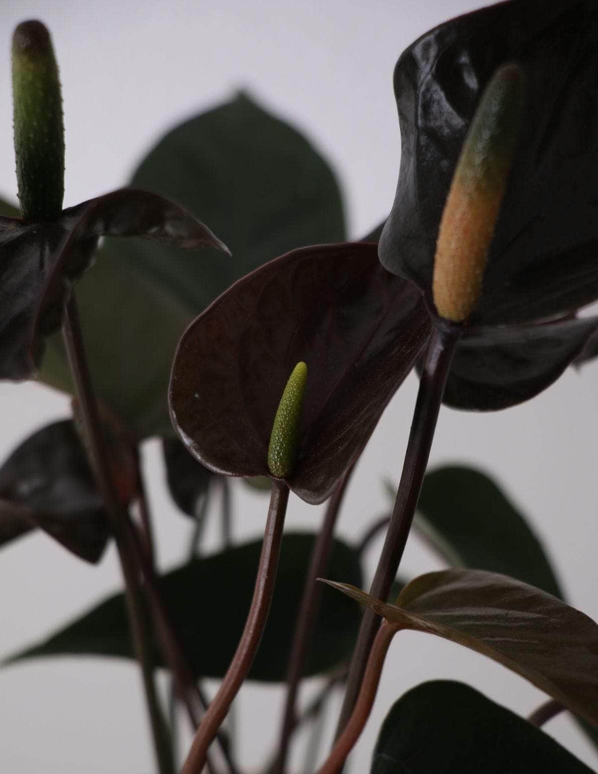 Antúrio anthurium Black / Planta Viva Nordic Green