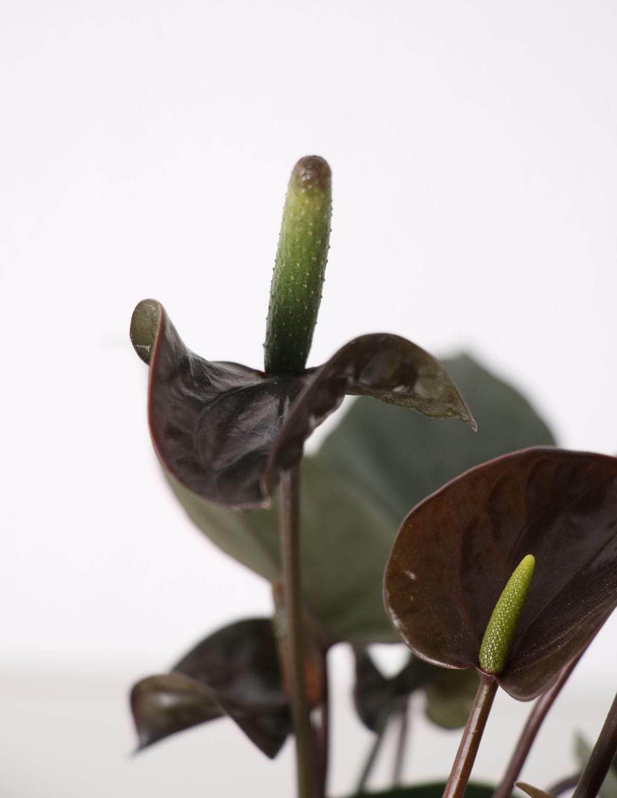 Antúrio anthurium Black / Planta Viva Nordic Green