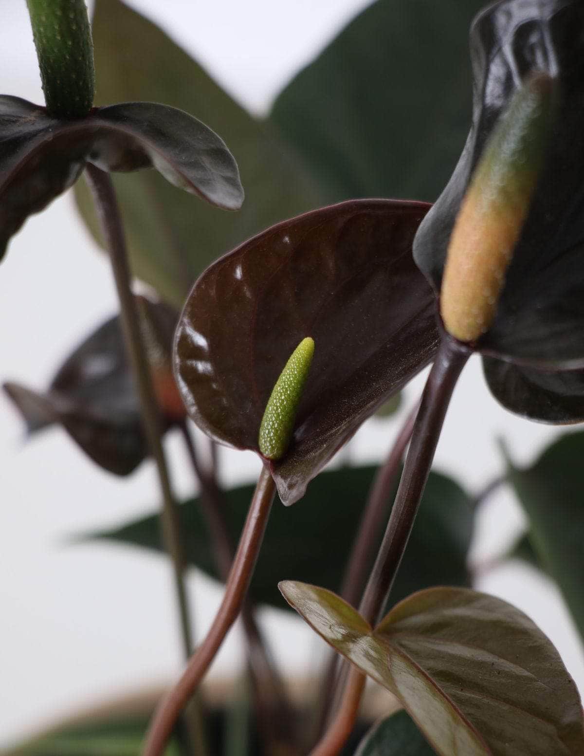 Antúrio anthurium Black / Planta Viva Nordic Green