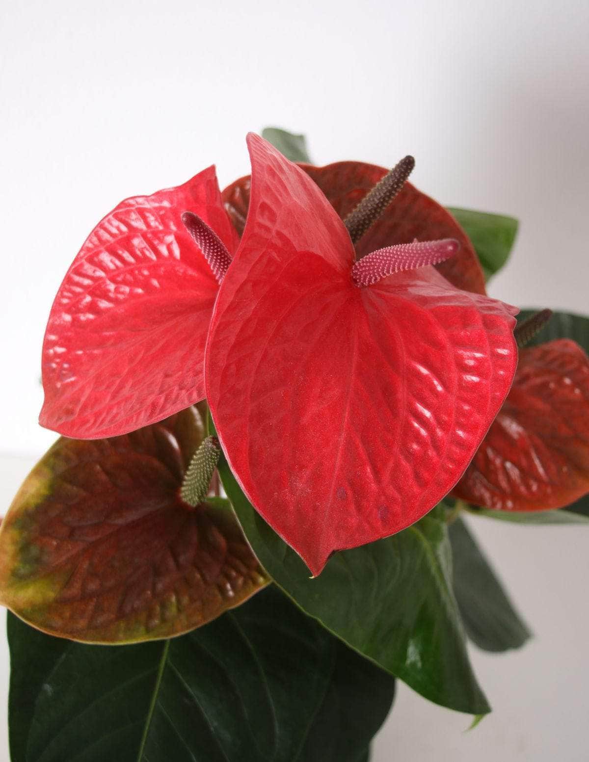 Antúrio anthurium vermelho / Planta Viva Nordic Green