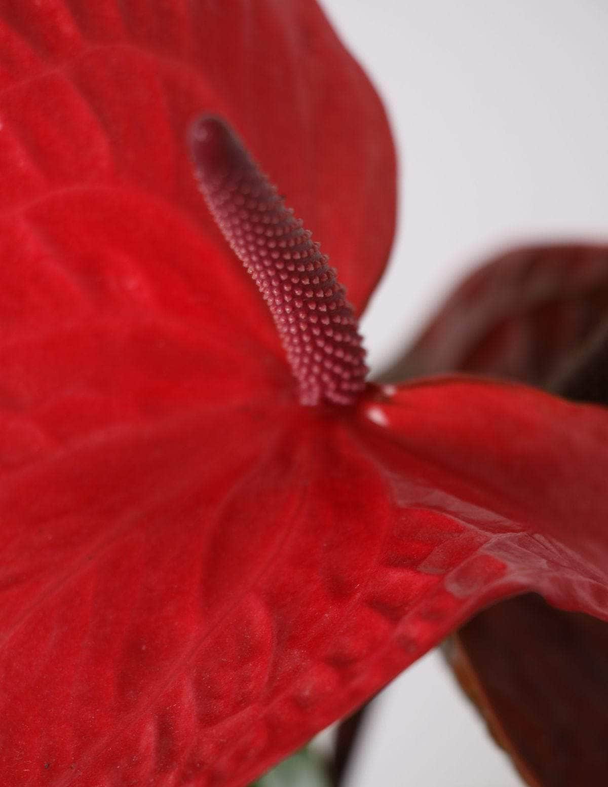 Antúrio anthurium vermelho / Planta Viva Nordic Green